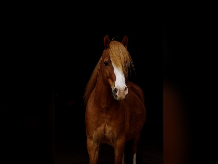 Welsh A (Mountain Pony) Gelding 9 years 12 hh Chestnut-Red in B&#xFC;nde