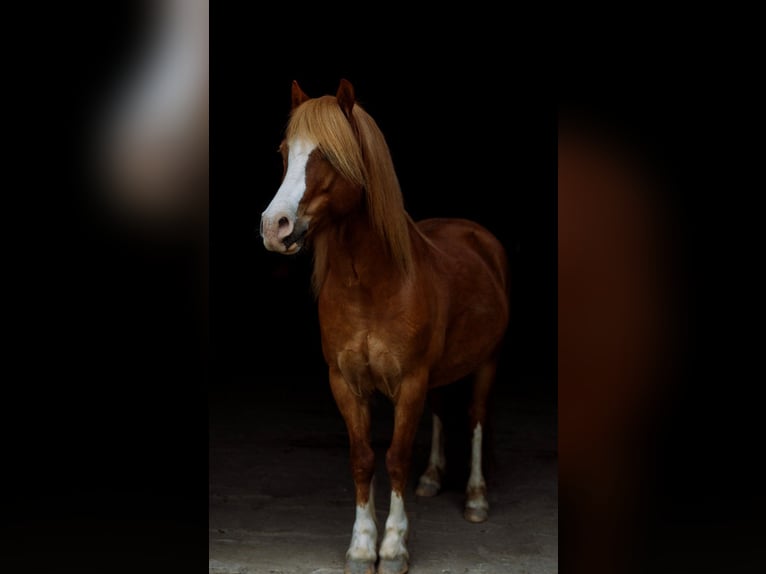 Welsh A (Mountain Pony) Gelding 9 years 12 hh Chestnut-Red in B&#xFC;nde