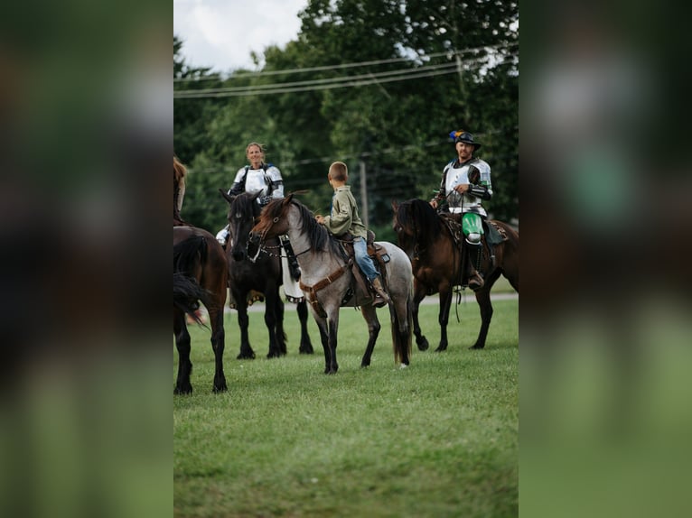 Welsh A (Mountain Pony) Gelding 9 years 12 hh Roan-Bay in North Judson