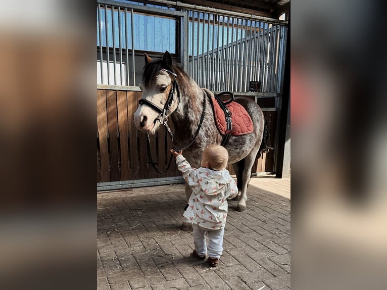 Welsh A (Mountain Pony) Gelding 9 years 12 hh Roan-Red in Bremen