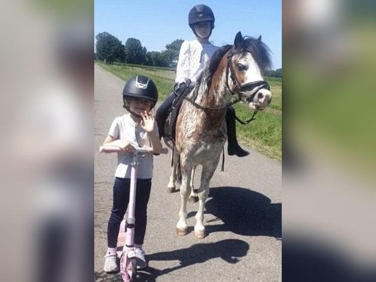 Welsh A (Mountain Pony) Gelding 9 years 12 hh Roan-Red in Bremen