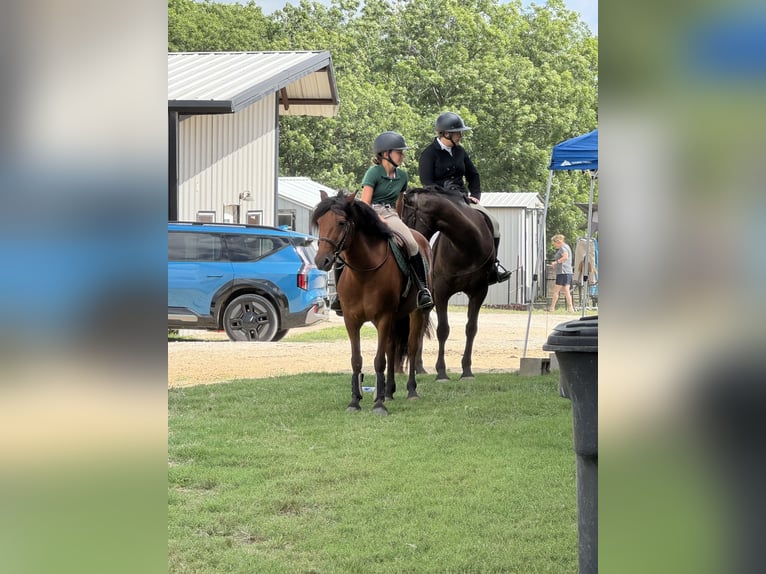 Welsh A (Mountain Pony) Mix Gelding 9 years 13,2 hh Bay in Cleburne