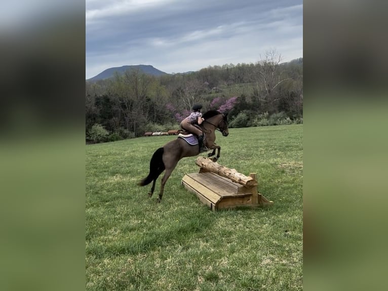 Welsh A (Mountain Pony) Mix Gelding 9 years 13,2 hh Bay in Cleburne