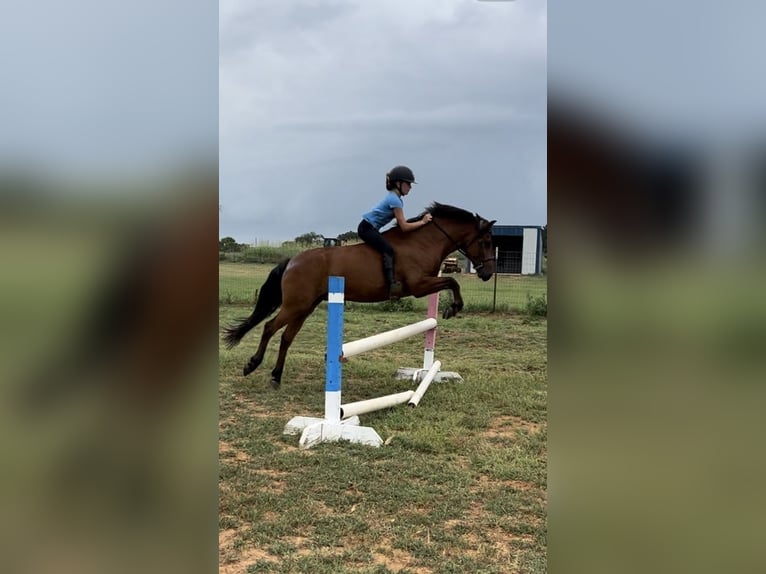 Welsh A (Mountain Pony) Mix Gelding 9 years 13,2 hh Bay in Cleburne