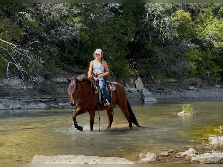 Welsh A (Mountain Pony) Mix Gelding 9 years 13,2 hh Bay in Cleburne