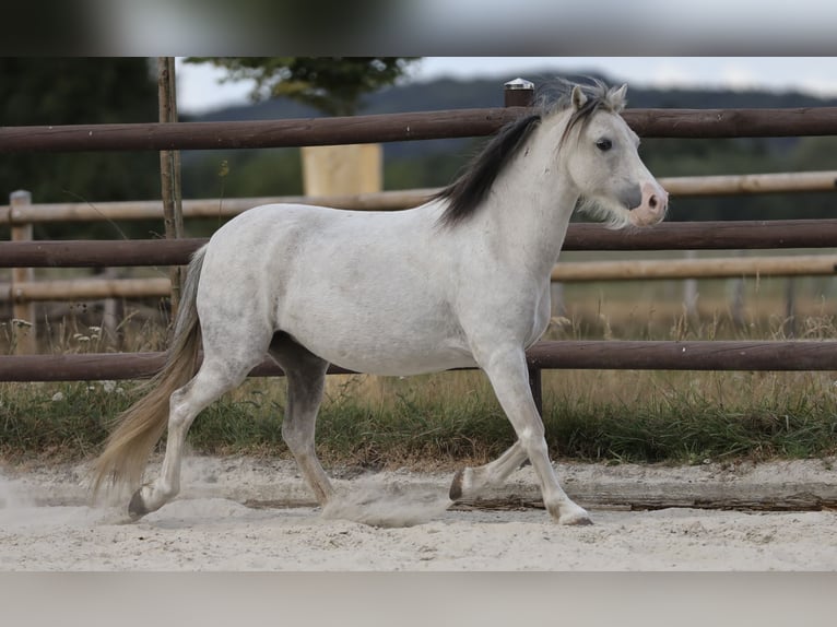 Welsh A (Mountain Pony) Mare 10 years 10,2 hh Grey in Bissendorf
