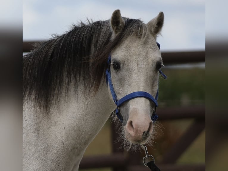 Welsh A (Mountain Pony) Mare 10 years 10,2 hh Grey in Bissendorf