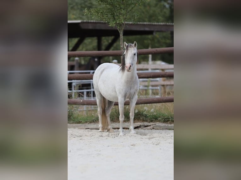 Welsh A (Mountain Pony) Mare 10 years 10,2 hh Grey in Bissendorf