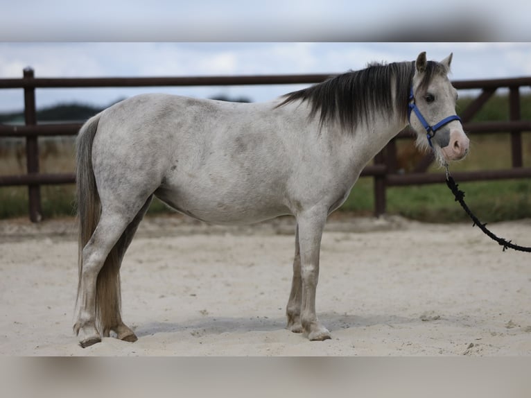 Welsh A (Mountain Pony) Mare 10 years 10,2 hh Grey in Bissendorf