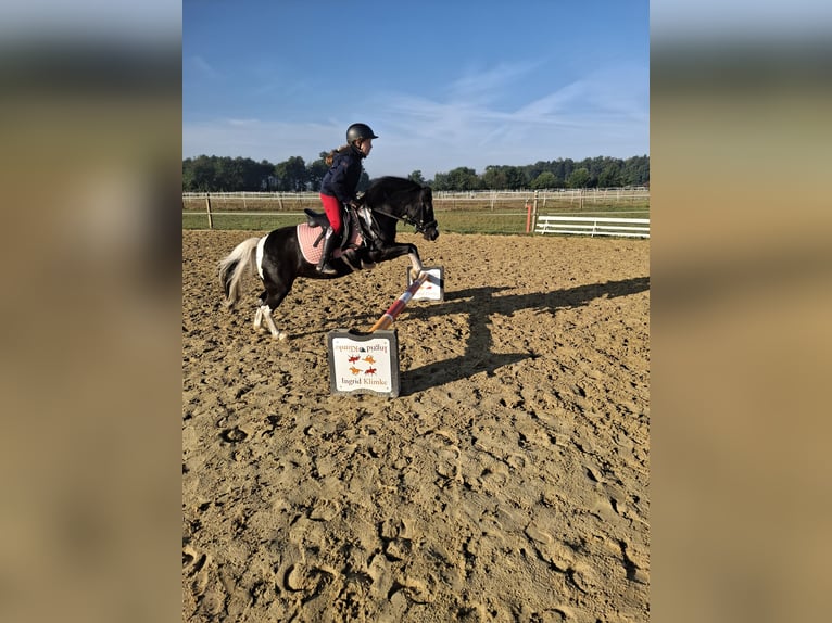 Welsh A (Mountain Pony) Mare 10 years 11.2 hh Pinto in Senden