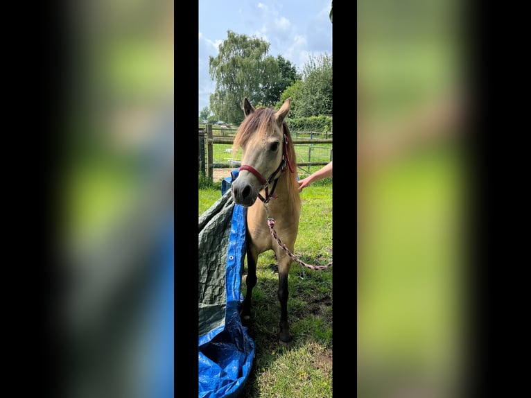 Welsh A (Mountain Pony) Mare 10 years 11,1 hh Buckskin in Didam