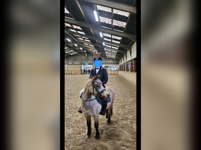 Welsh A (Mountain Pony) Mare 10 years 11,1 hh Buckskin in Didam