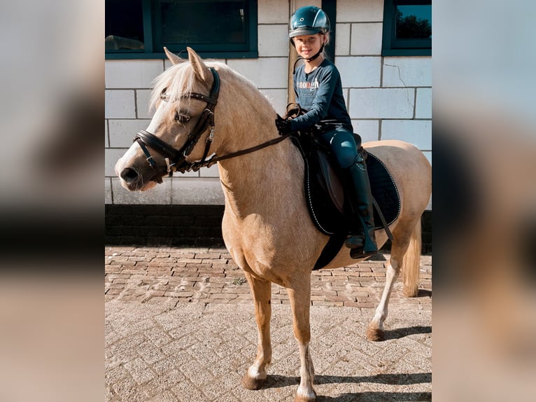 Welsh A (Mountain Pony) Mare 10 years 11,1 hh Palomino in Stadskanaal