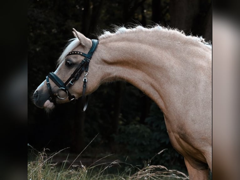 Welsh A (Mountain Pony) Mare 10 years 11,1 hh Palomino in Stadskanaal