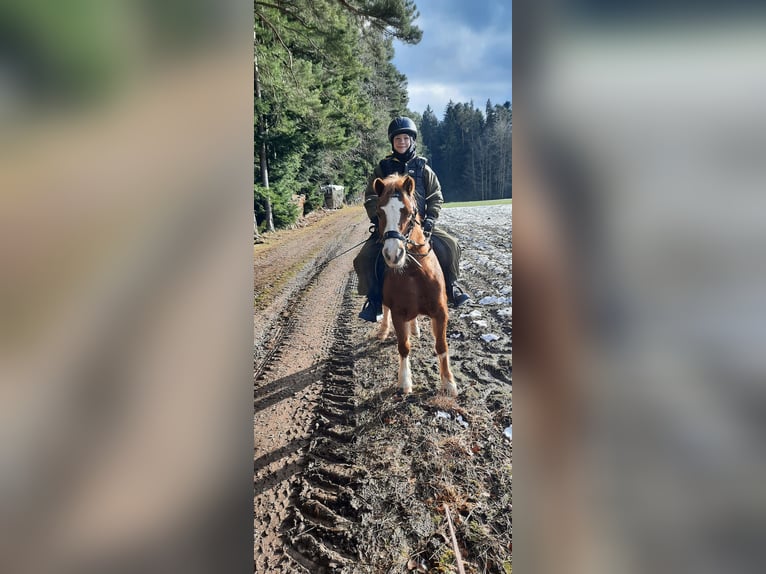 Welsh A (Mountain Pony) Mare 10 years 11,2 hh Chestnut-Red in Simmersfeld