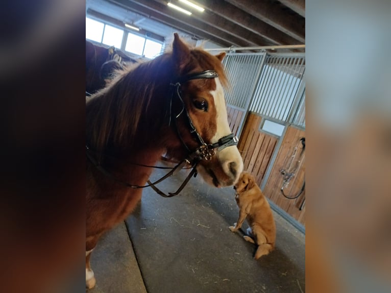 Welsh A (Mountain Pony) Mare 10 years 11,2 hh Chestnut-Red in Simmersfeld