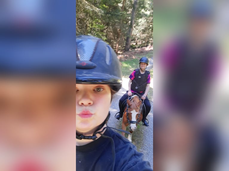Welsh A (Mountain Pony) Mare 10 years 11,2 hh Chestnut-Red in Simmersfeld