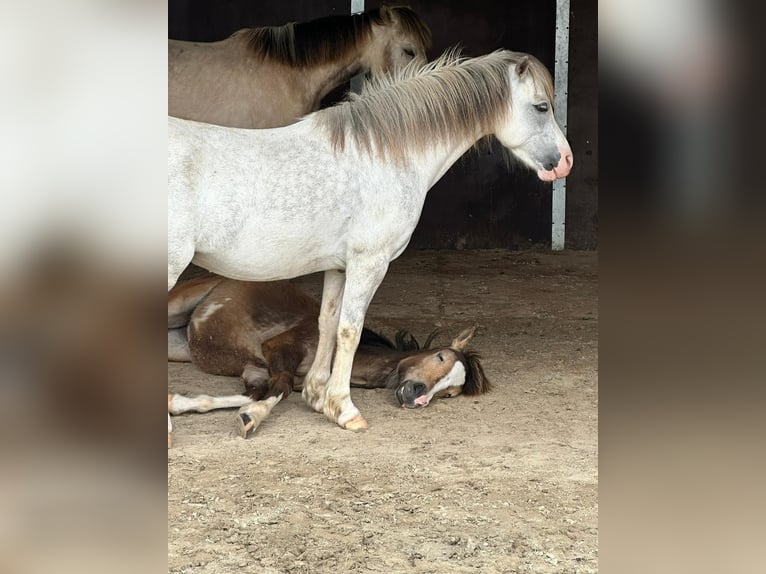 Welsh A (Mountain Pony) Mare 10 years 11,2 hh Grey-Dapple in Wachtendonk