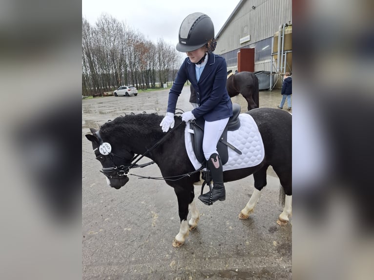 Welsh A (Mountain Pony) Mare 10 years 11,2 hh Pinto in Senden