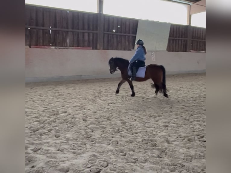Welsh A (Mountain Pony) Mare 10 years 12 hh Brown in Stadtallendorf