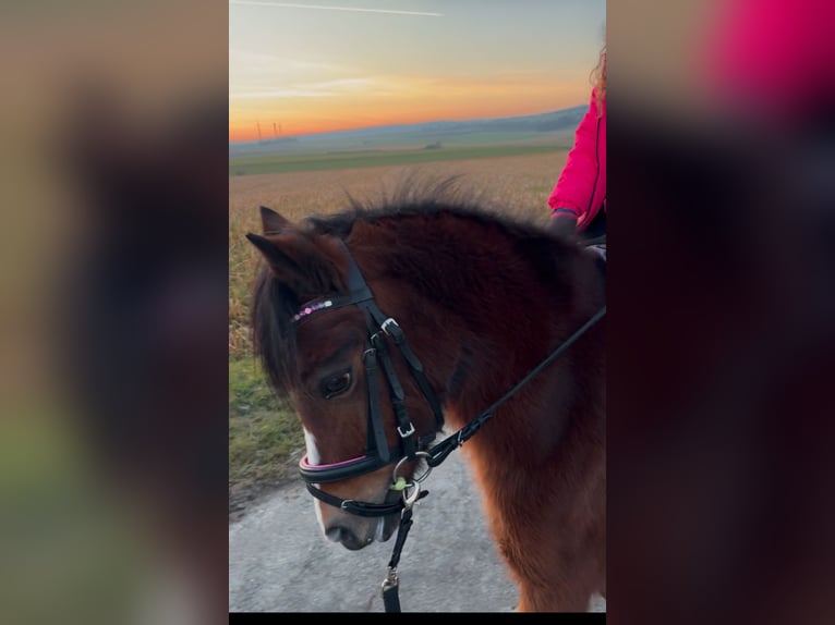 Welsh A (Mountain Pony) Mare 10 years 12 hh Brown in Stadtallendorf