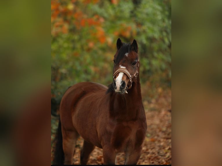 Welsh A (Mountain Pony) Mare 10 years 12 hh Brown in Stadtallendorf
