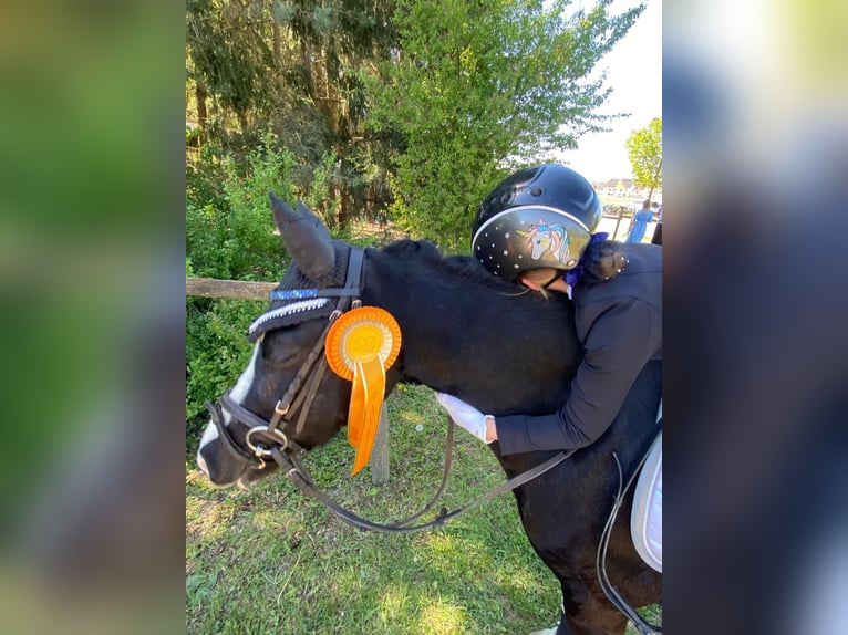 Welsh A (Mountain Pony) Mare 10 years 12,2 hh Black in PfullingenPfullingen