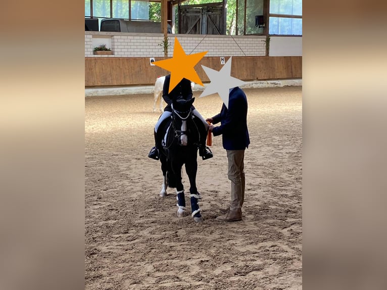 Welsh A (Mountain Pony) Mare 10 years 12,2 hh Black in PfullingenPfullingen