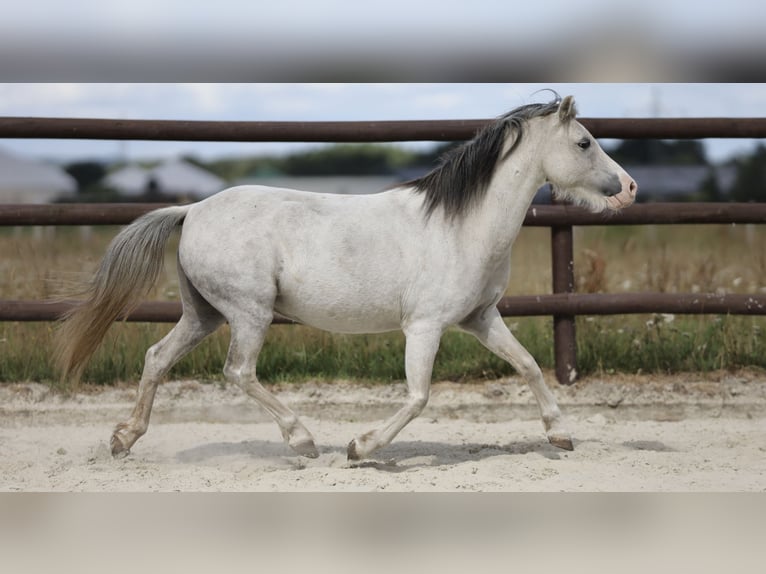 Welsh A (Mountain Pony) Mare 11 years 10,2 hh Grey in Berlin