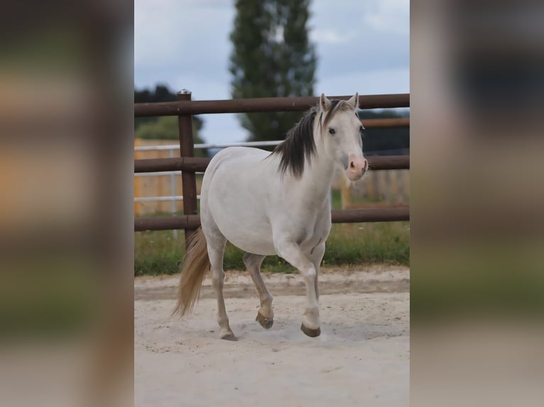 Welsh A (Mountain Pony) Mare 11 years 10,2 hh Grey in Berlin