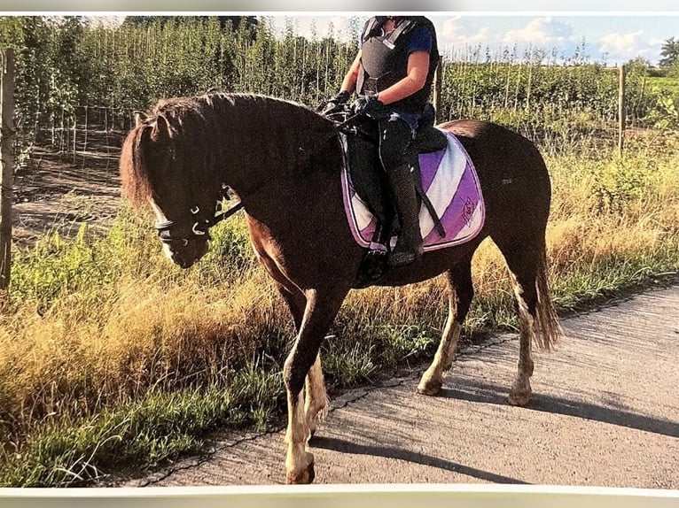 Welsh A (Mountain Pony) Mare 11 years 11.2 hh Chestnut in Emstek