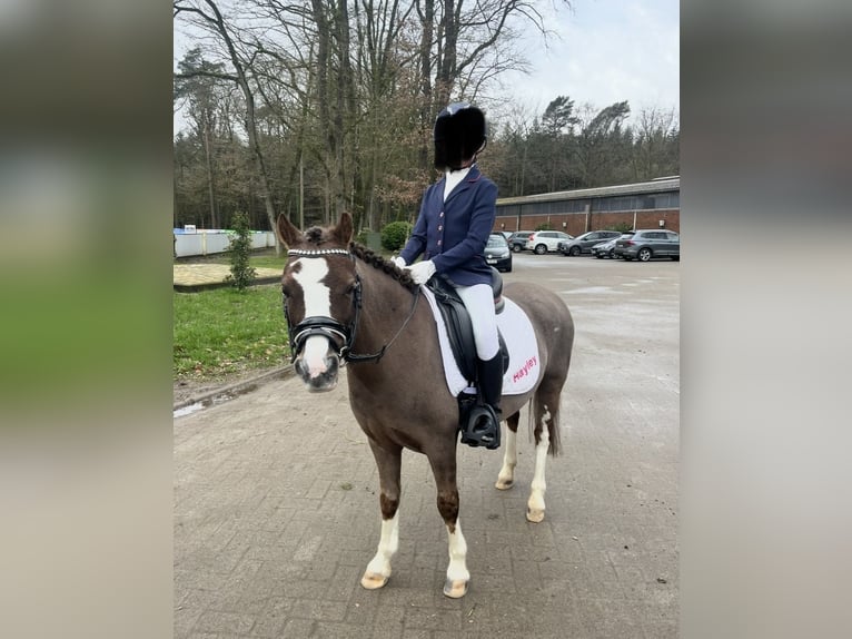 Welsh A (Mountain Pony) Mare 11 years 11.2 hh Chestnut in Emstek