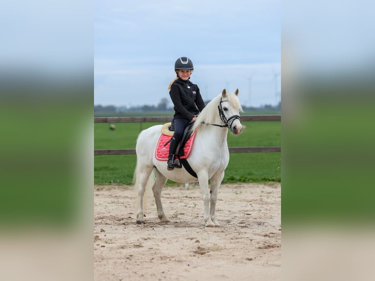 Welsh A (Mountain Pony) Mare 11 years 11,1 hh in Groningen