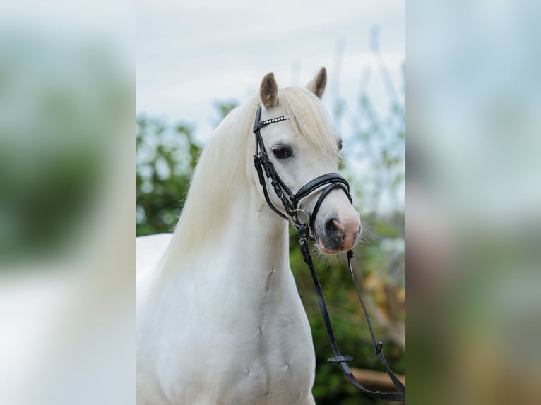 Welsh A (Mountain Pony) Mare 11 years 11,1 hh in Groningen