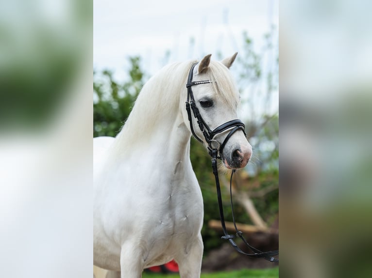 Welsh A (Mountain Pony) Mare 11 years 11,1 hh in Groningen
