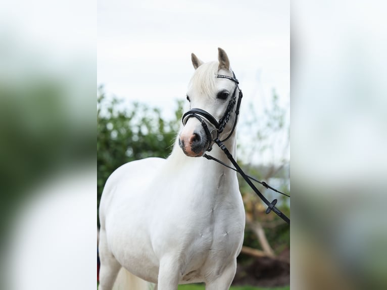 Welsh A (Mountain Pony) Mare 11 years 11,1 hh in Groningen