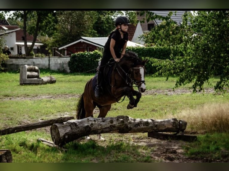 Welsh A (Mountain Pony) Mare 11 years 11,2 hh Brown in Ritterhude