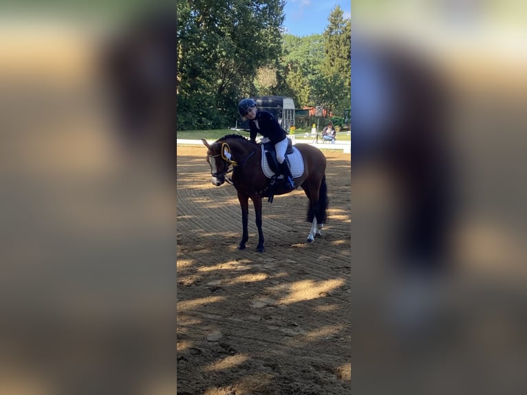Welsh A (Mountain Pony) Mare 11 years 11,2 hh Brown in Ritterhude