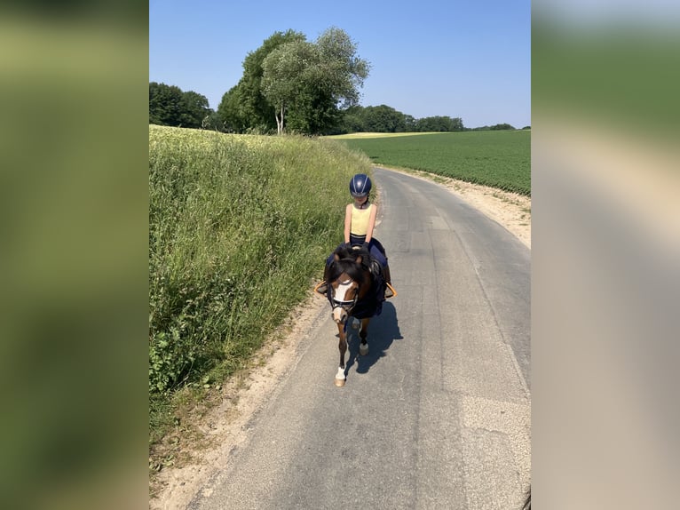 Welsh A (Mountain Pony) Mare 11 years 11,2 hh Brown in Ankum