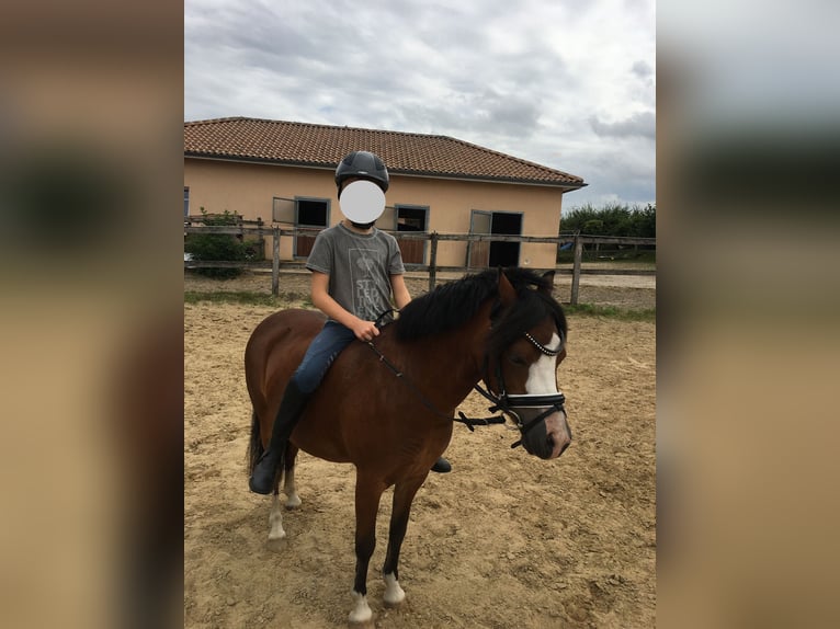 Welsh A (Mountain Pony) Mare 11 years 11,2 hh Brown in Ankum