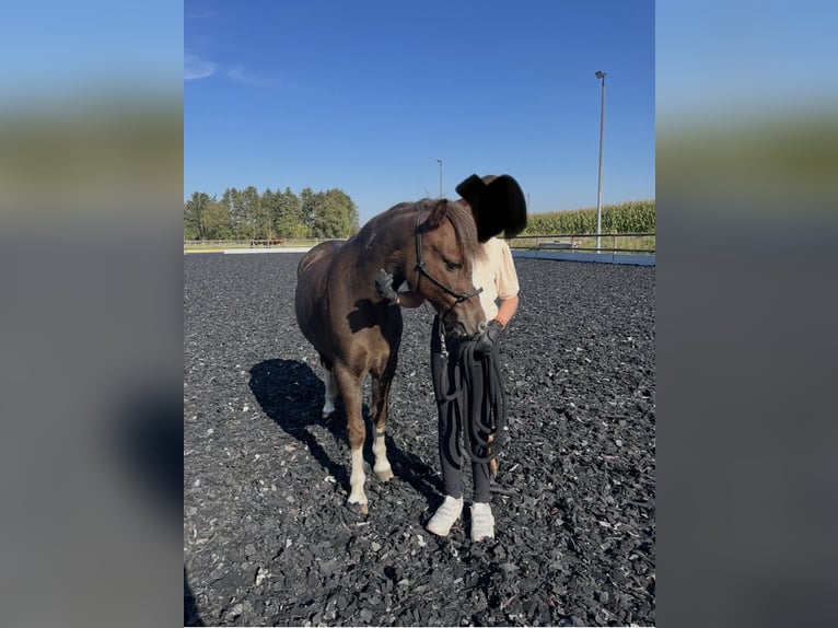Welsh A (Mountain Pony) Mare 11 years 11,2 hh Chestnut in Emstek