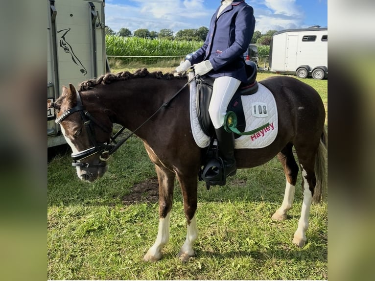 Welsh A (Mountain Pony) Mare 11 years 11,2 hh Chestnut in Emstek