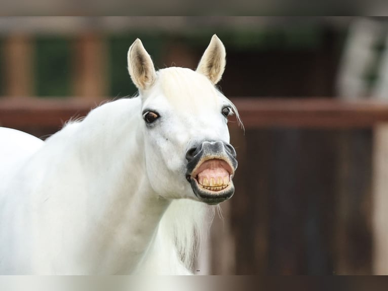 Welsh A (Mountain Pony) Mare 11 years 11,2 hh Gray in Joshua, TX