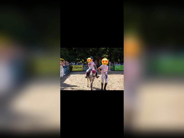 Welsh A (Mountain Pony) Mare 11 years 11,3 hh Grey-Dapple in Steinheim