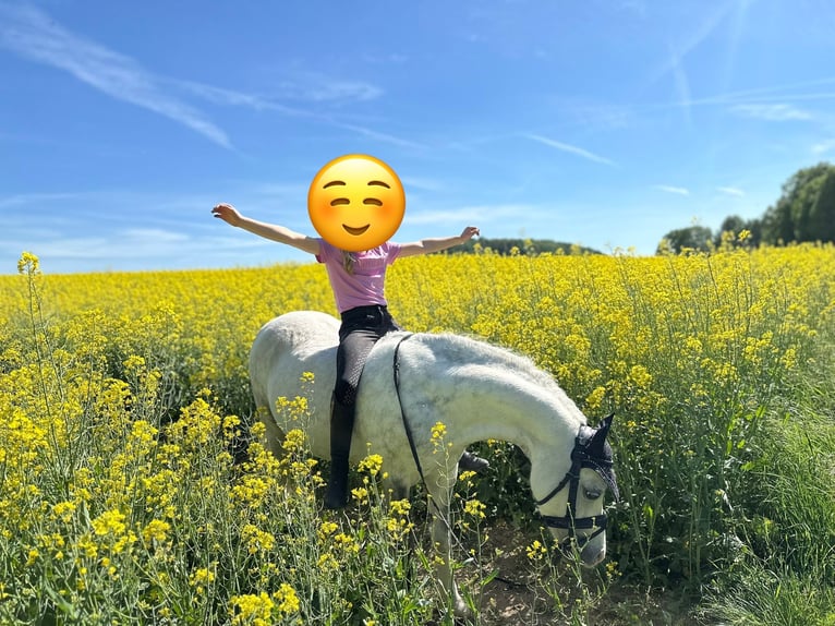 Welsh A (Mountain Pony) Mare 11 years 11,3 hh Grey-Dapple in Steinheim