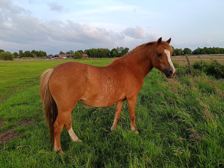Welsh A (Mountain Pony) Mare 11 years 12 hh Chestnut-Red in Gro&#xDF;efehn Bagband