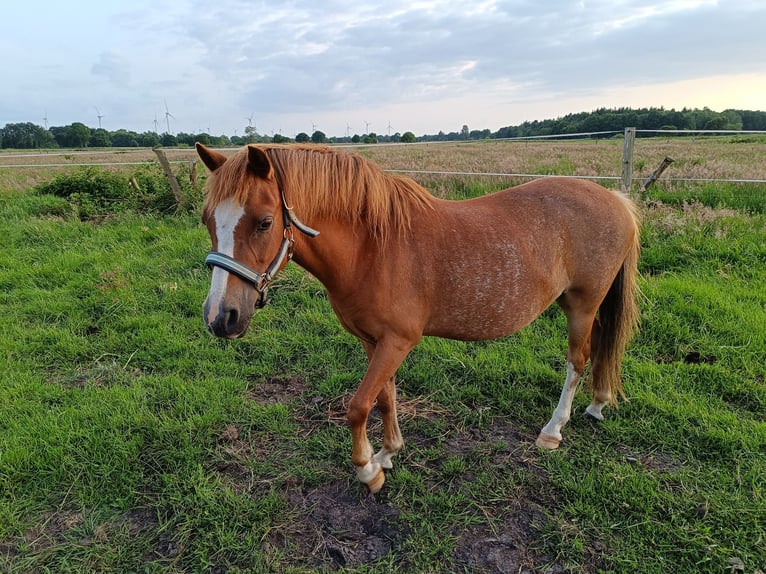 Welsh A (Mountain Pony) Mare 11 years 12 hh Chestnut-Red in Gro&#xDF;efehn Bagband