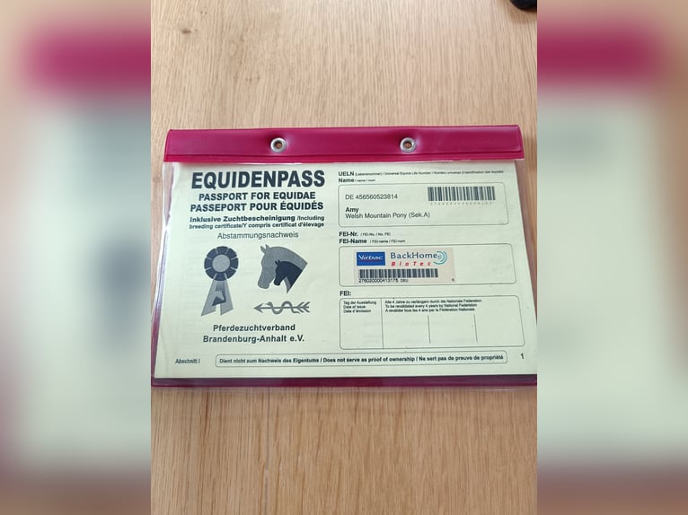 Welsh A (Mountain Pony) Mare 11 years 12 hh Chestnut-Red in Gro&#xDF;efehn Bagband