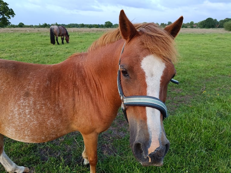 Welsh A (Mountain Pony) Mare 11 years 12 hh Chestnut-Red in Gro&#xDF;efehn Bagband