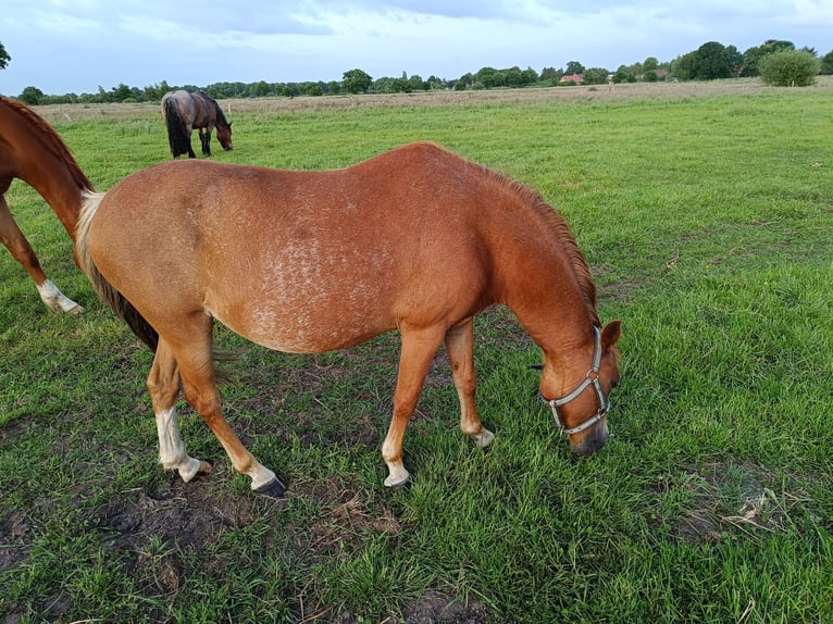 Welsh A (Mountain Pony) Mare 11 years 12 hh Chestnut-Red in Gro&#xDF;efehn Bagband